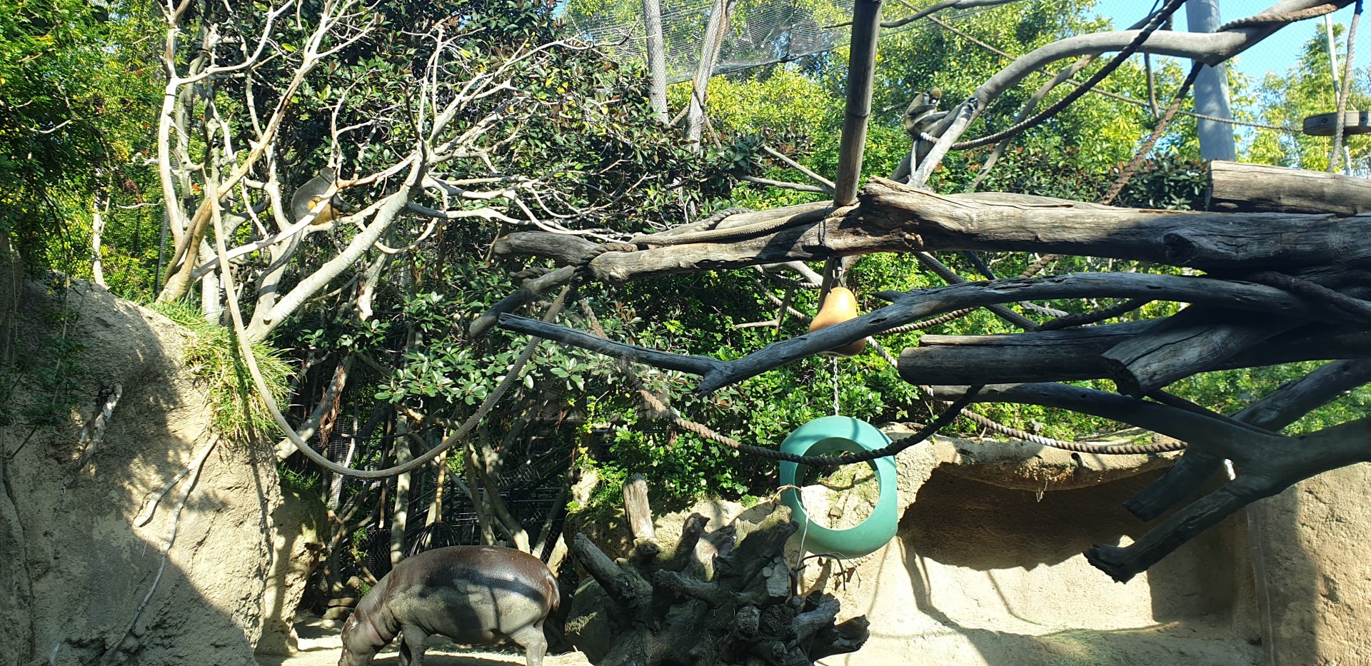 Pygmy Hippo & Wolf's Guenon  & Lesser Spotted-nosed Monkey, Lost Forest