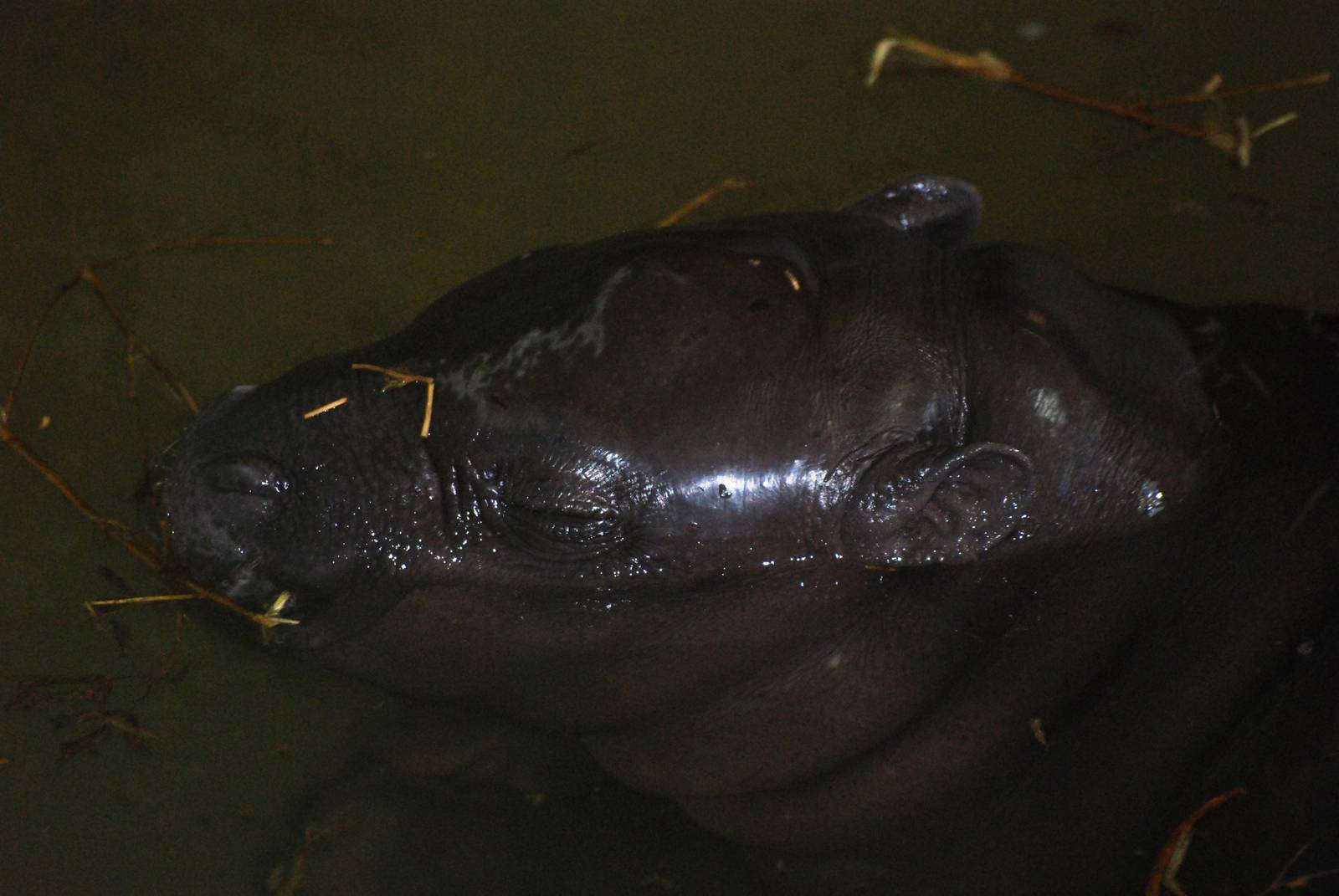 Pygmy Hippo Youngster at Whipsnade, 07/12/12