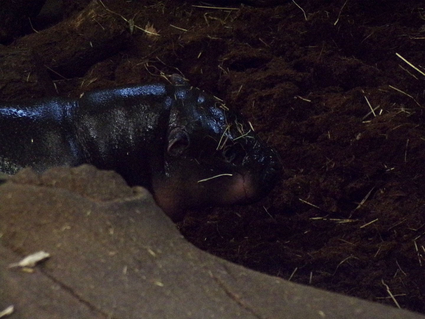 Pygmy hippo youngster “Haggis” 1.3.25