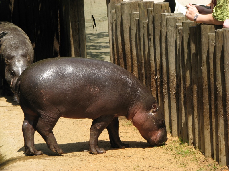Pygmy hippo @ Zoo Jihlava