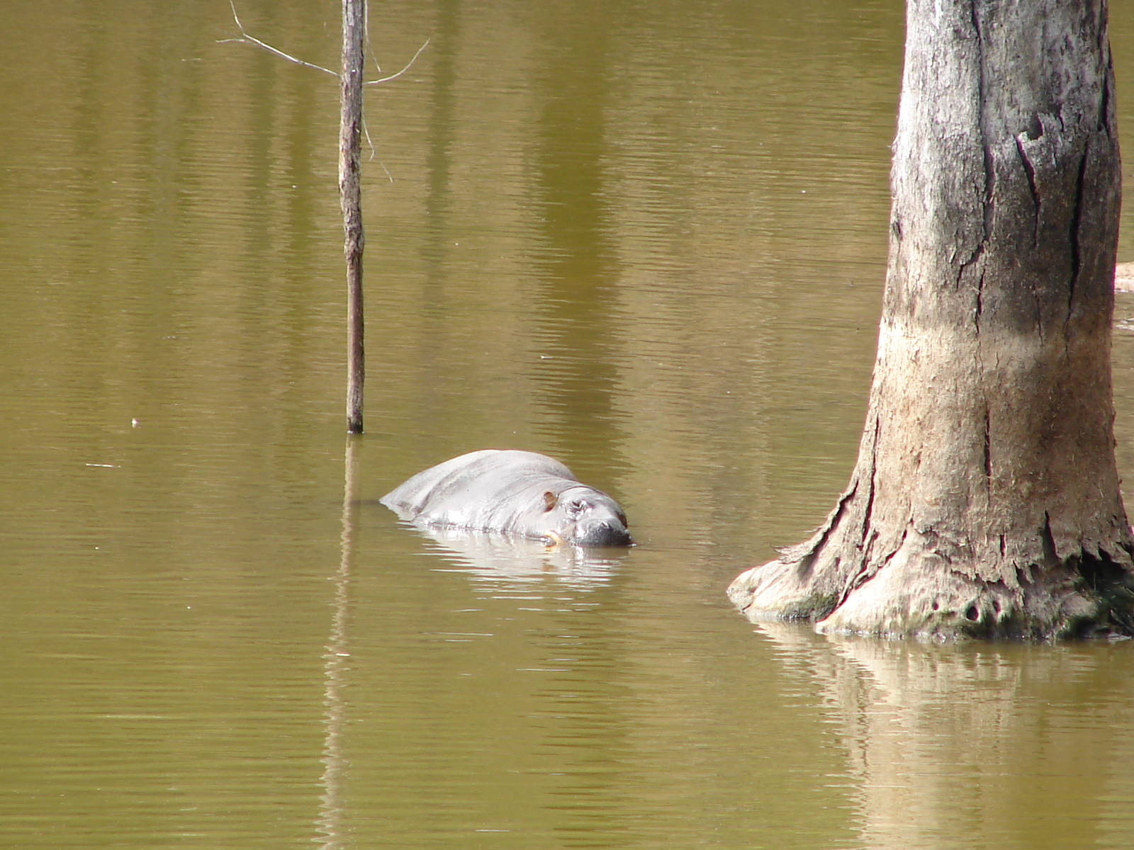 Pygmy Hippo