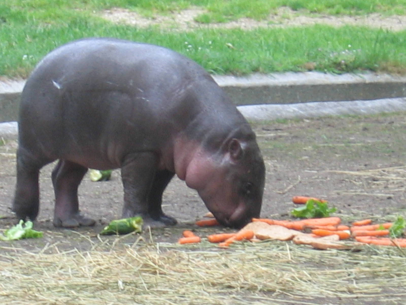 Pygmy Hippo