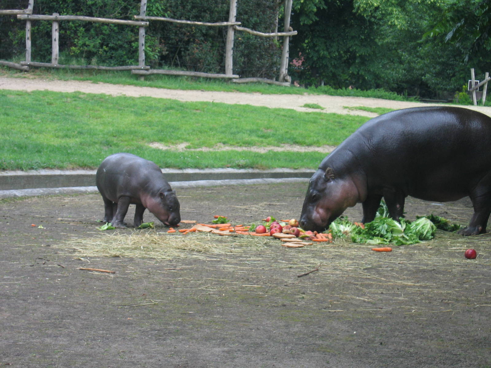 Pygmy Hippo