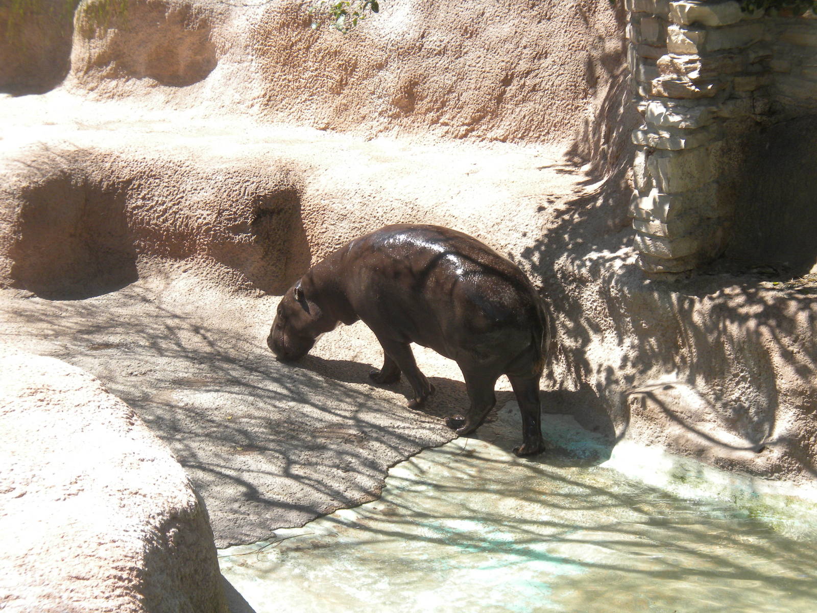 Pygmy Hippo