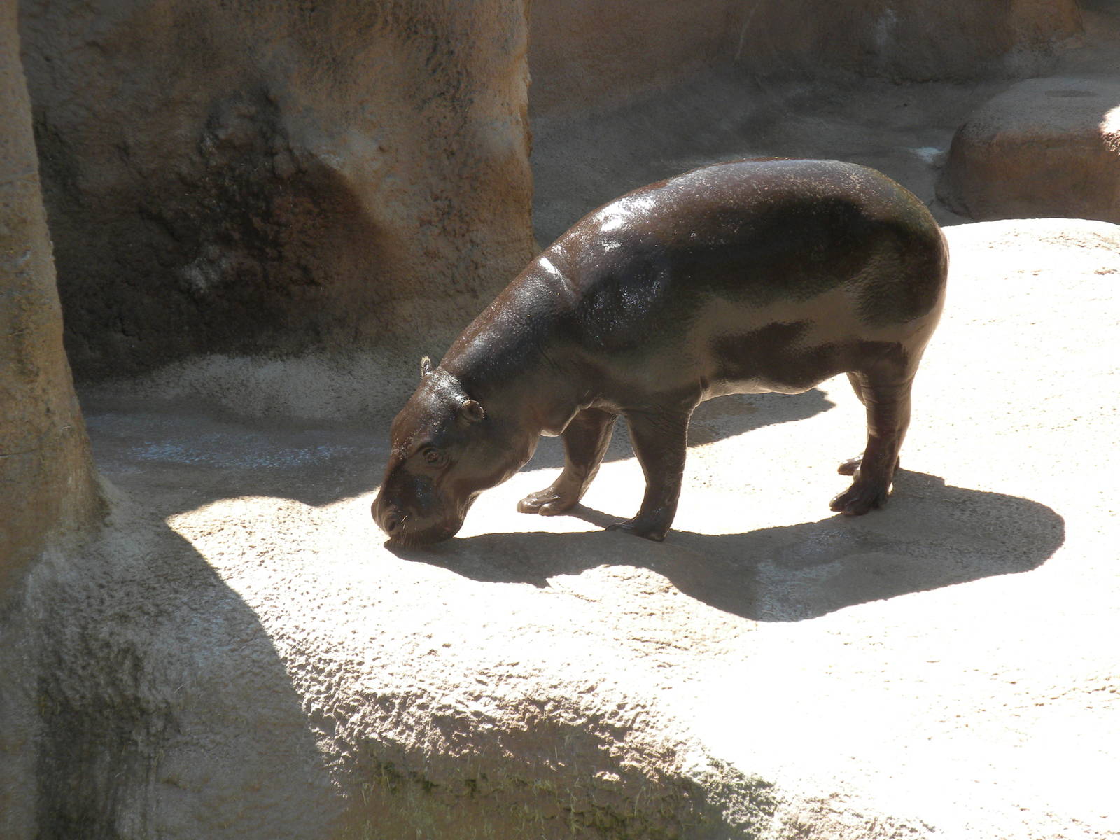 Pygmy Hippo