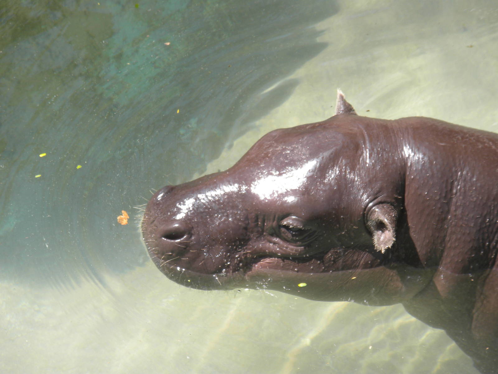 Pygmy Hippo