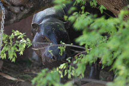 pygmy hippo