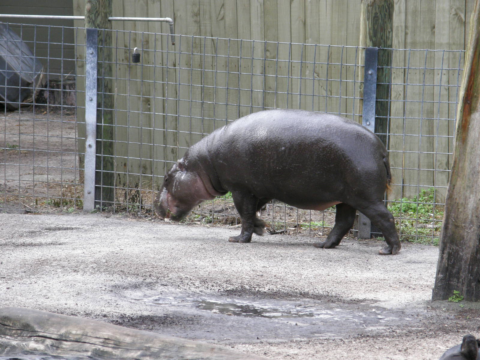 pygmy hippo