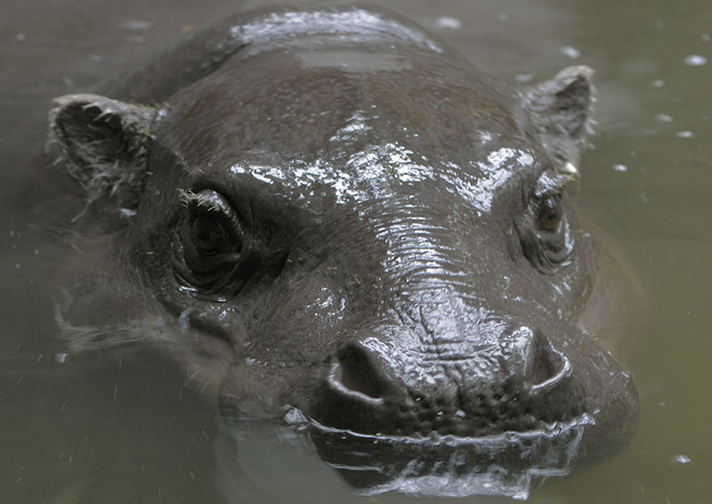 Pygmy Hippo