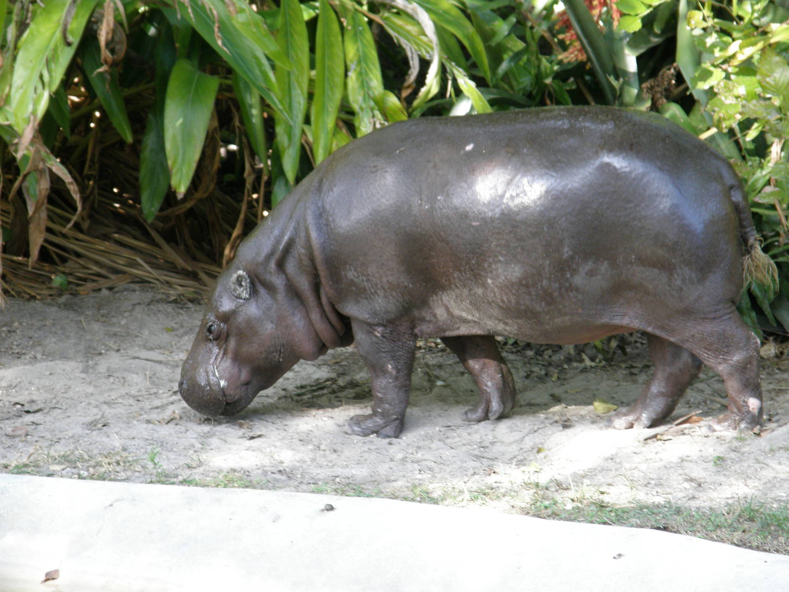 pygmy hippo