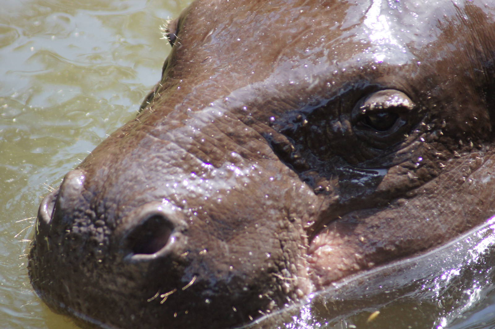 Pygmy Hippo