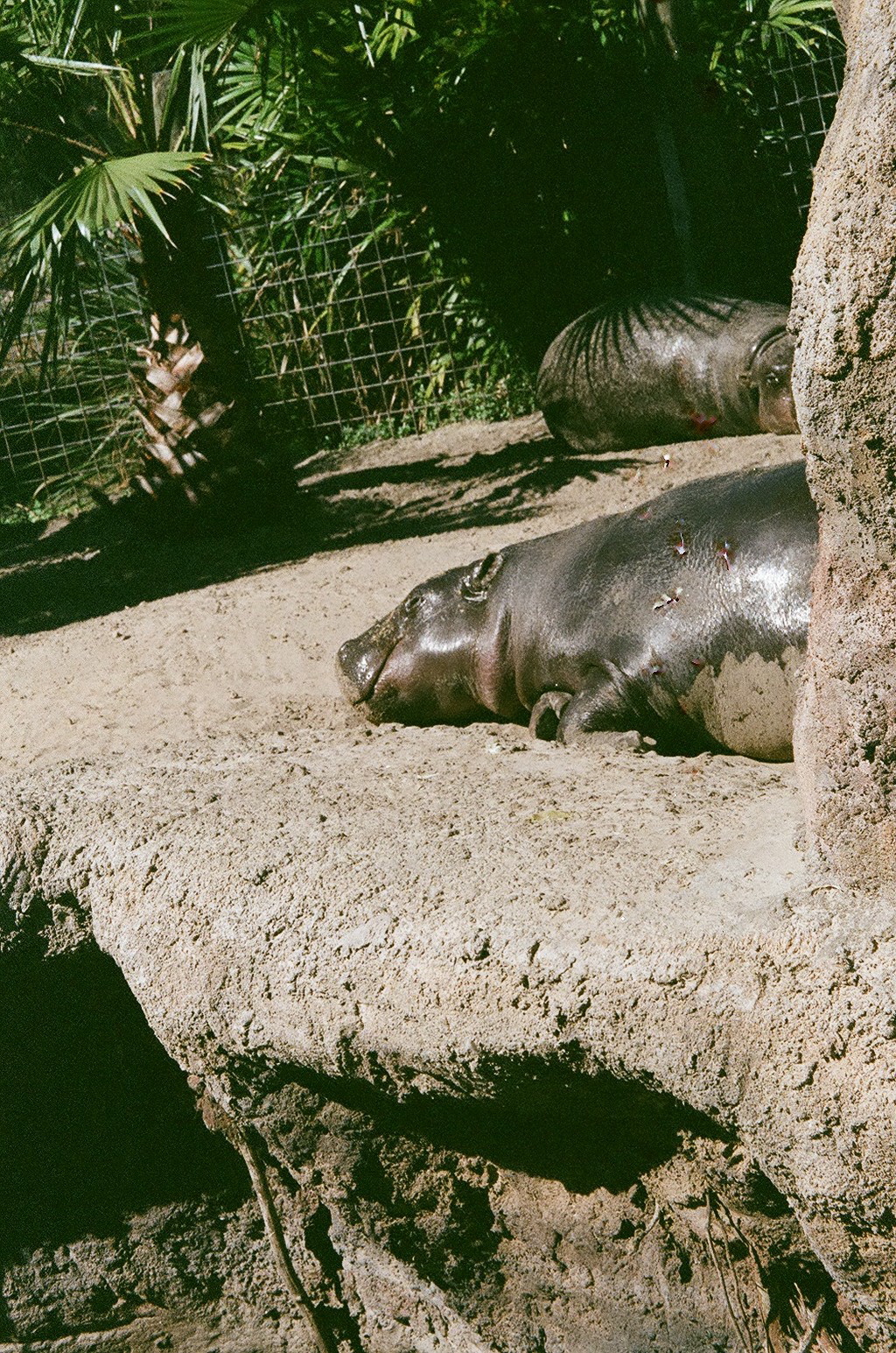 Pygmy Hippo