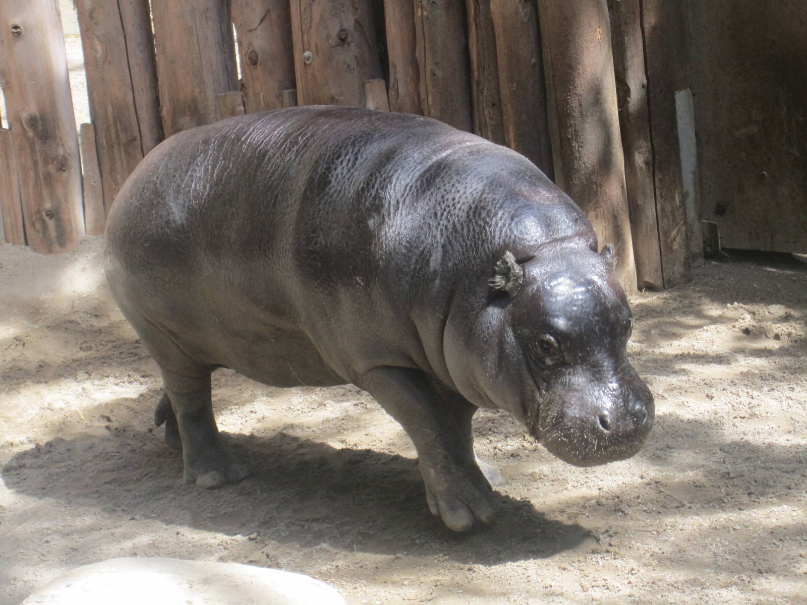 Pygmy Hippo