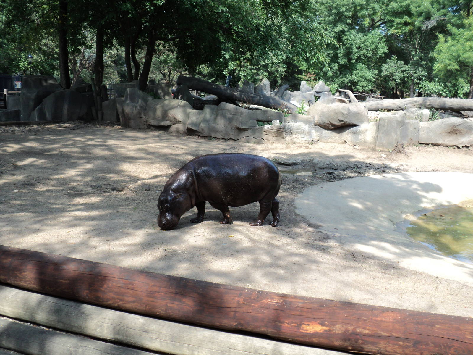Pygmy Hippo