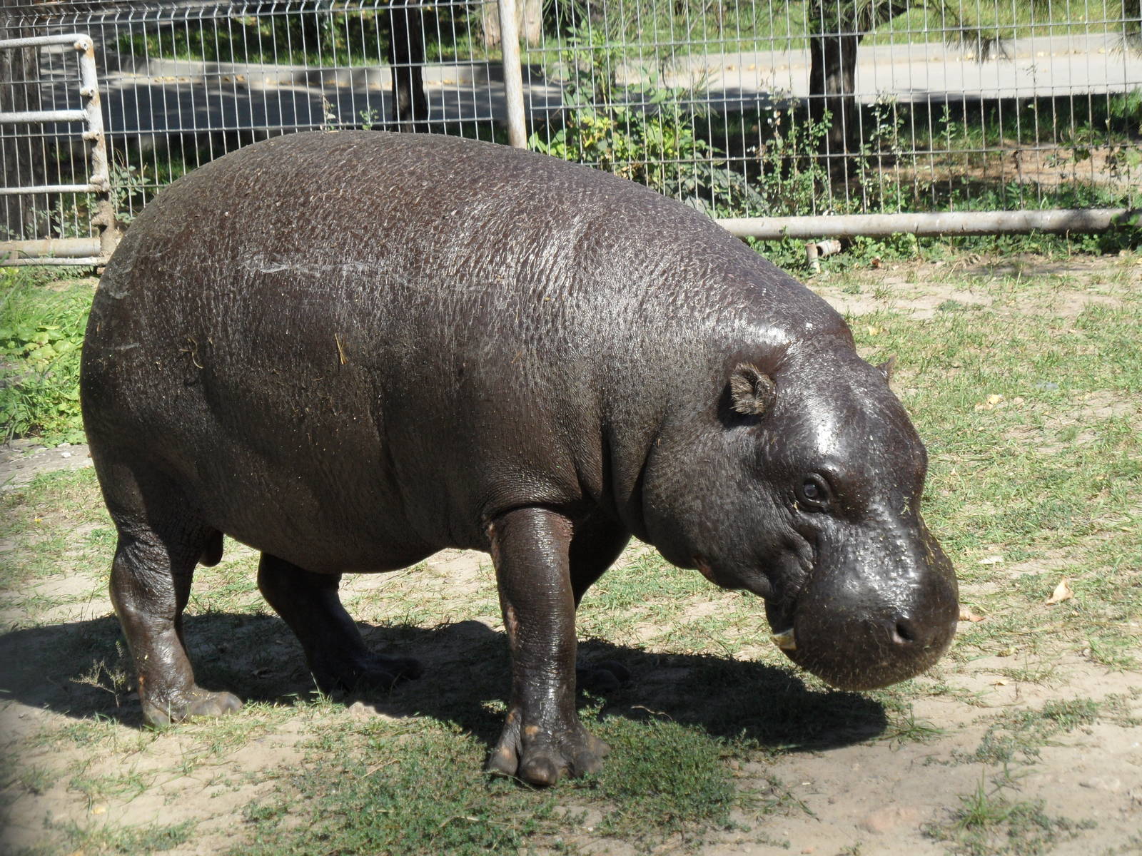 Pygmy hippo