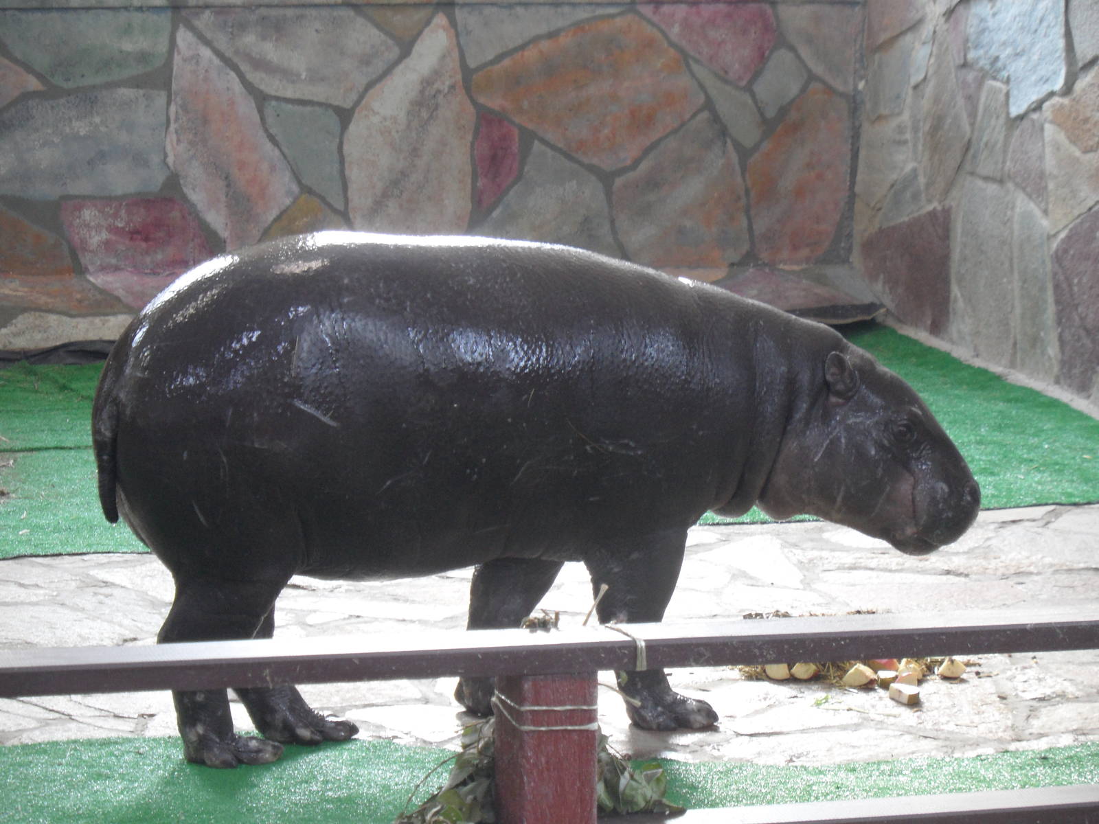 Pygmy hippo