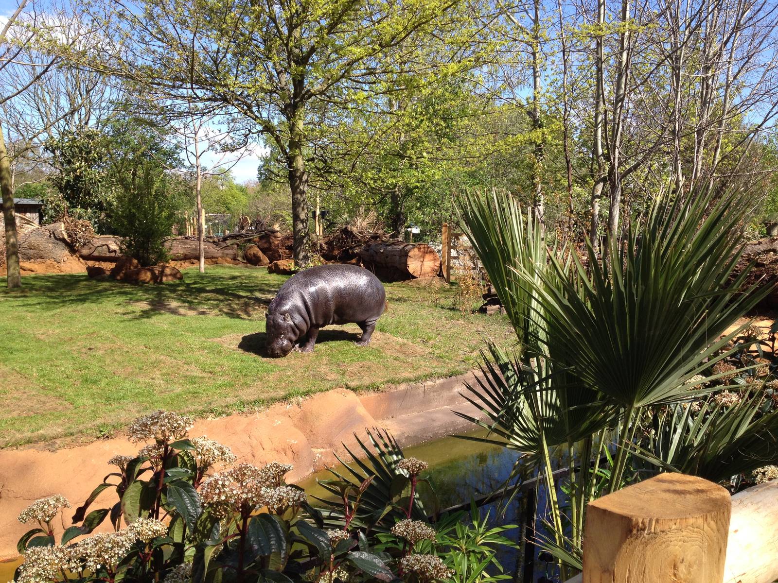 Pygmy hippo