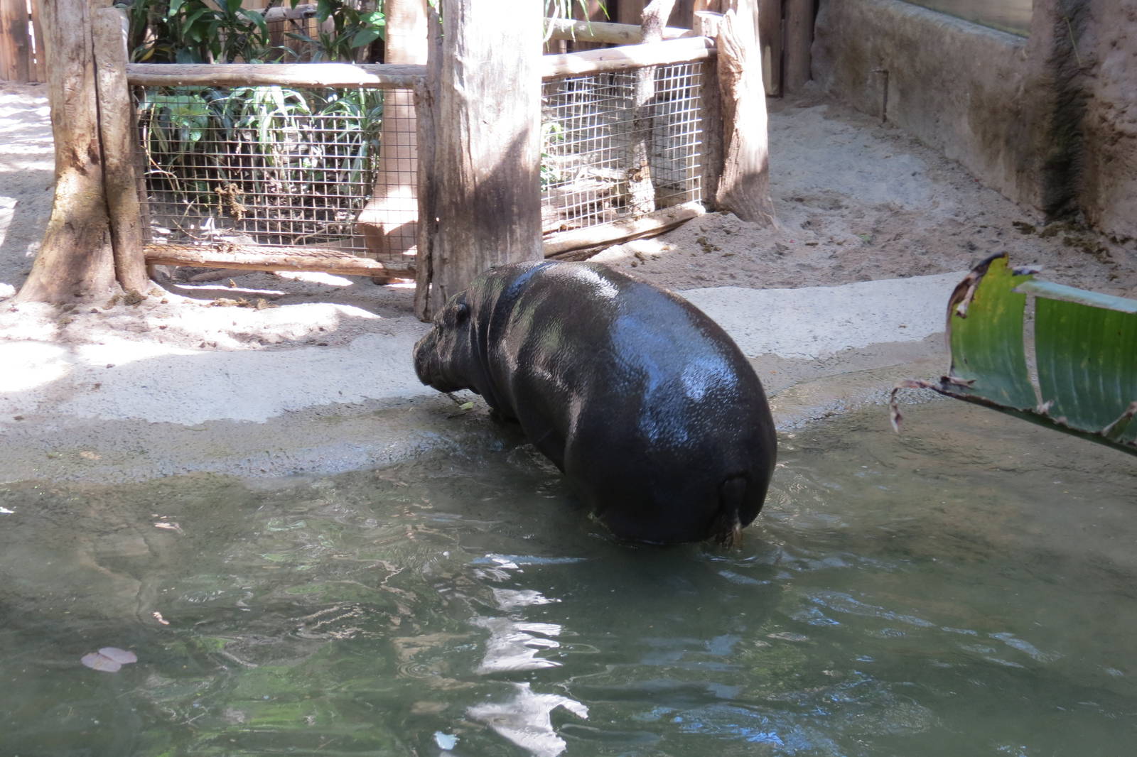 Pygmy Hippo