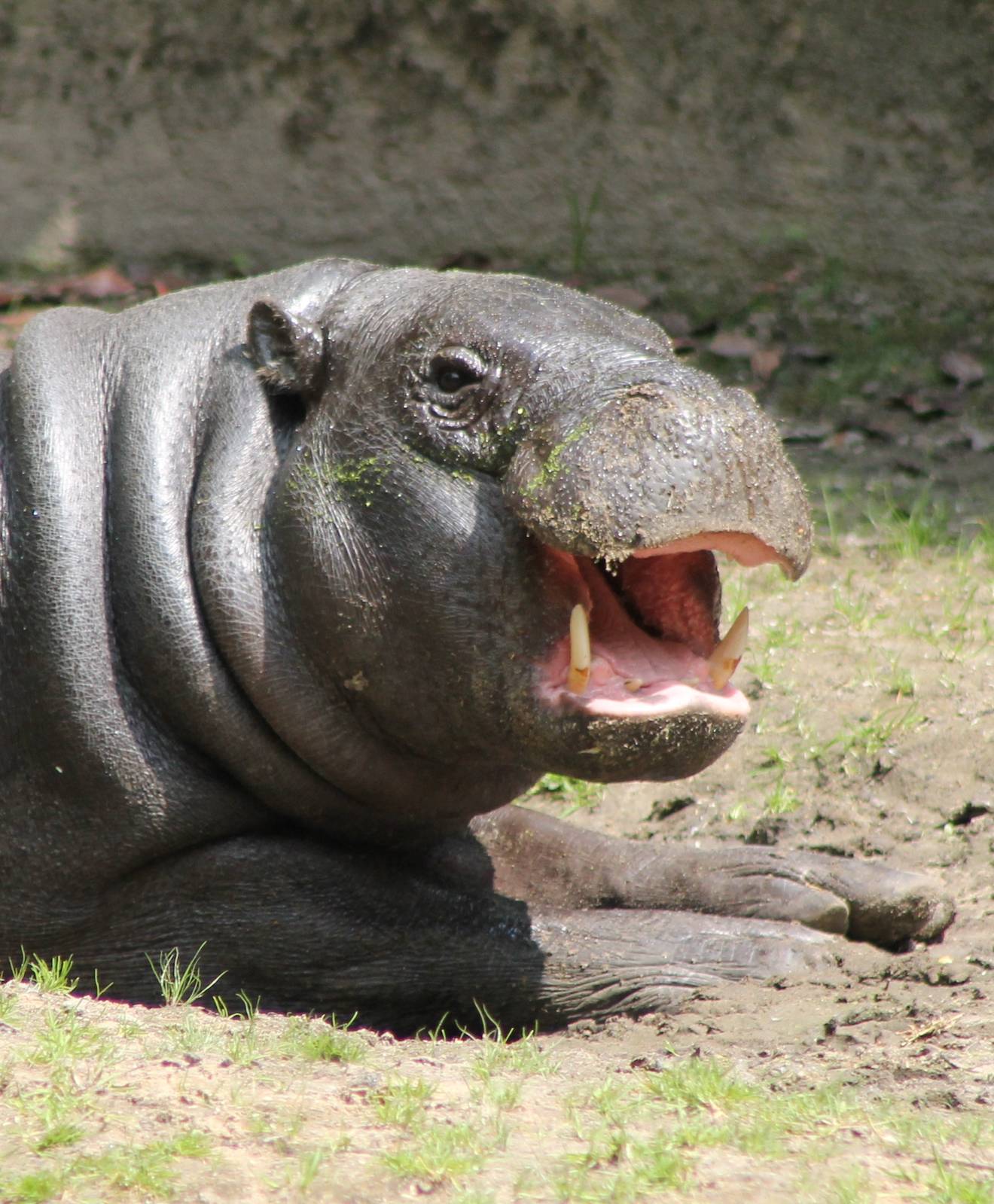 Pygmy hippo