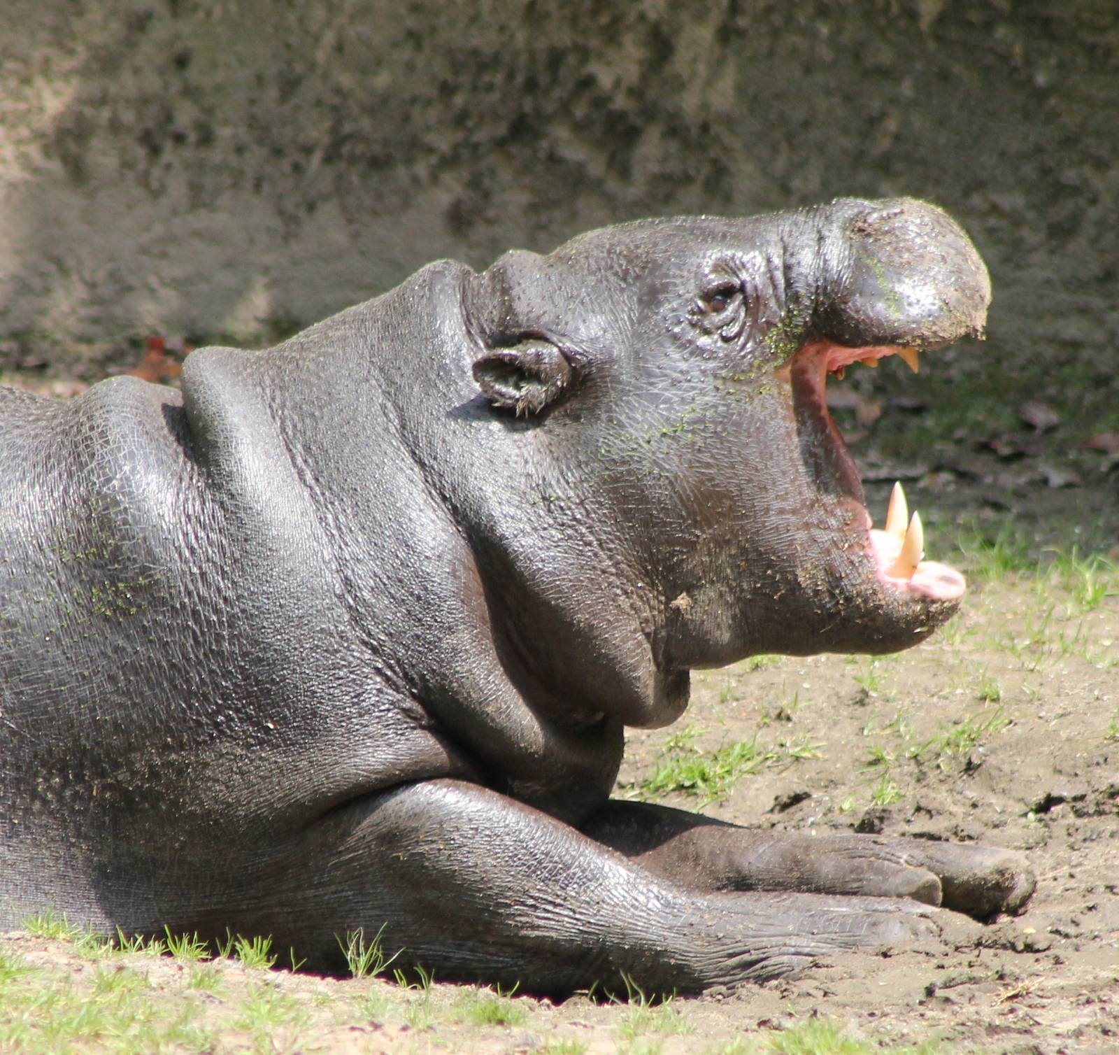 Pygmy hippo
