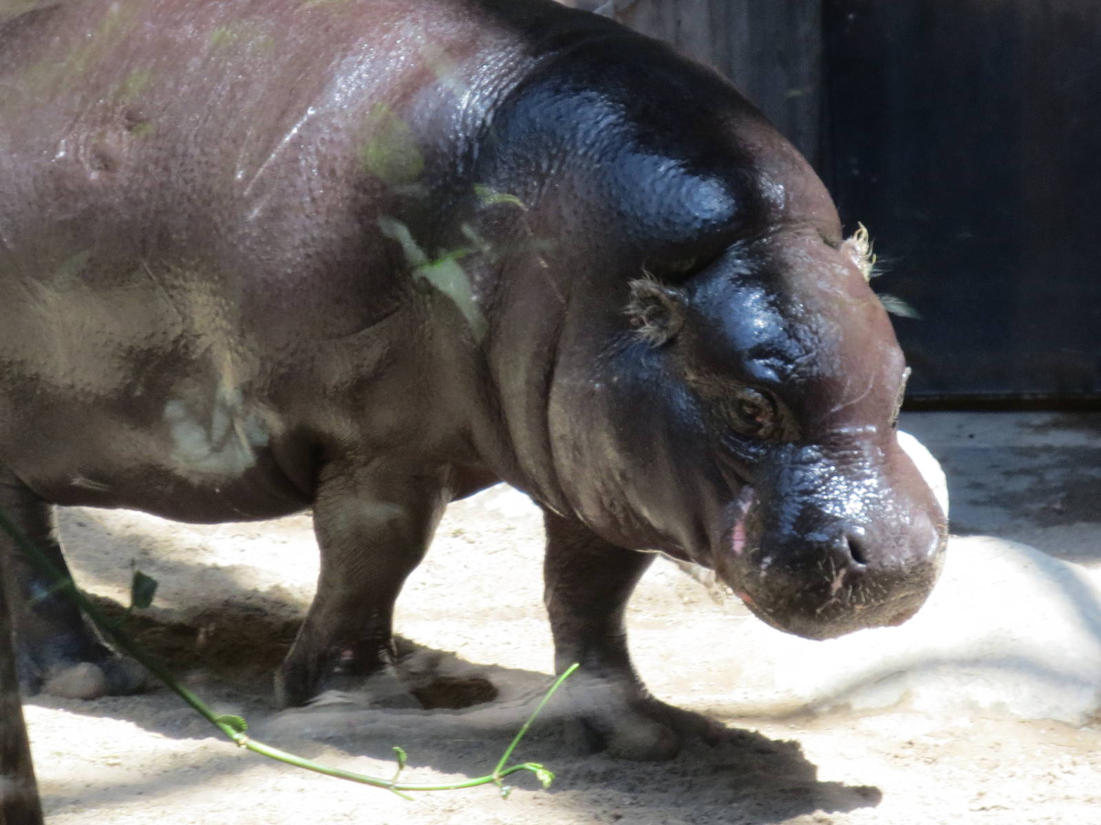 Pygmy Hippo