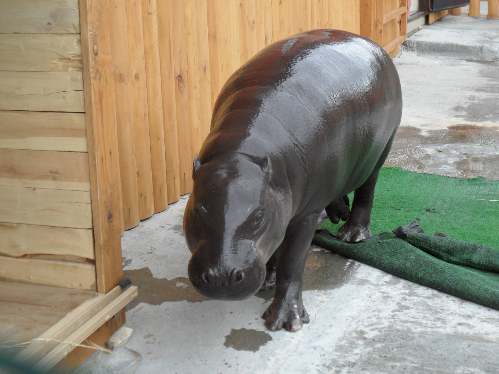 Pygmy hippo