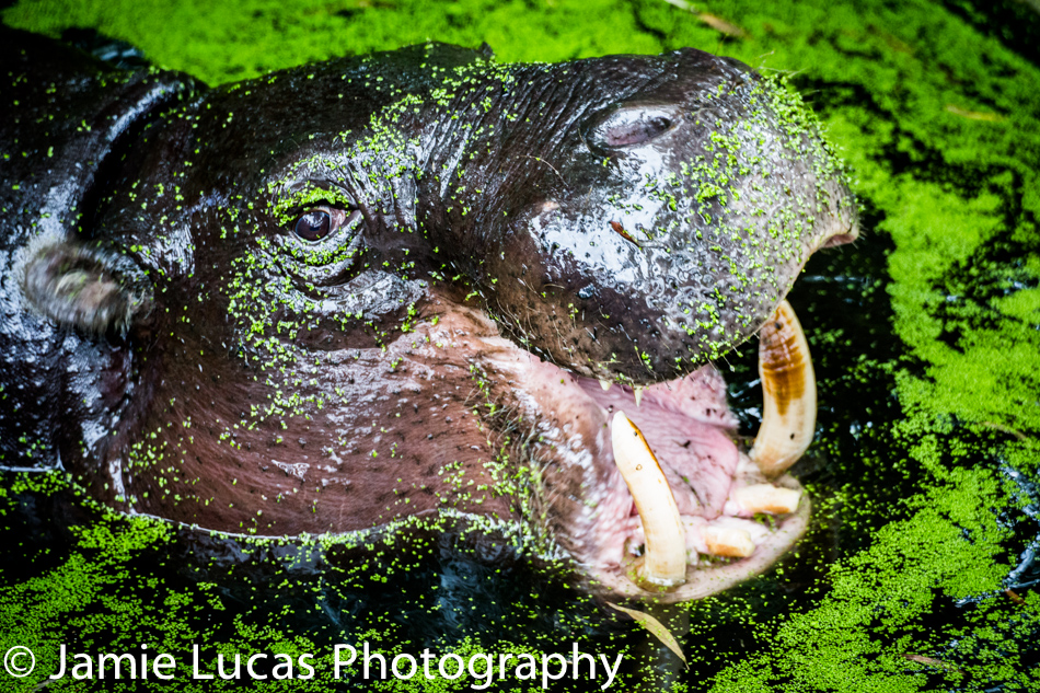 Pygmy Hippo