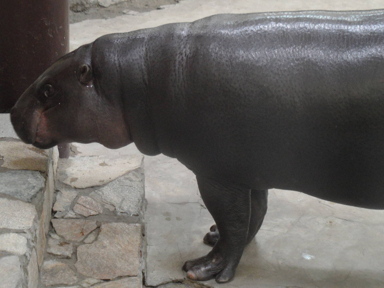 Pygmy hippo