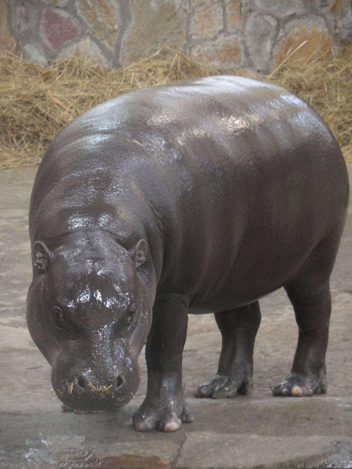 Pygmy hippo