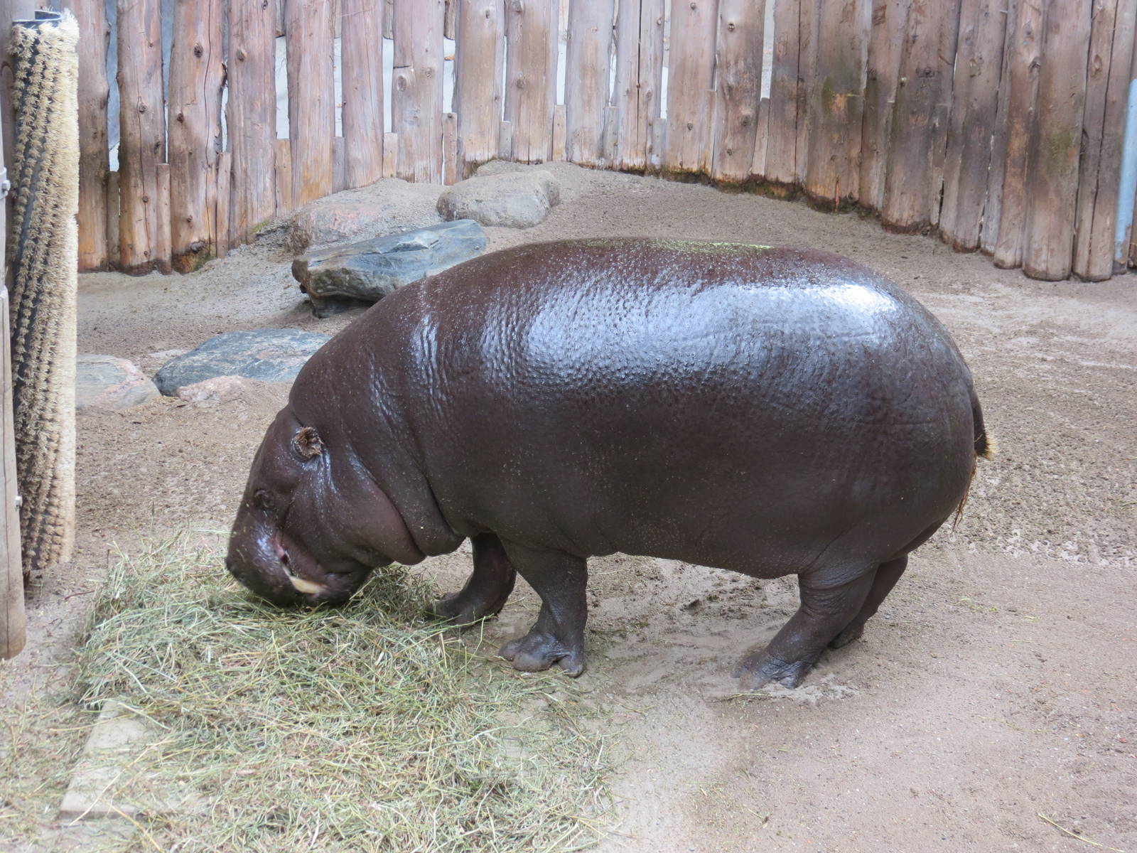 Pygmy Hippo.