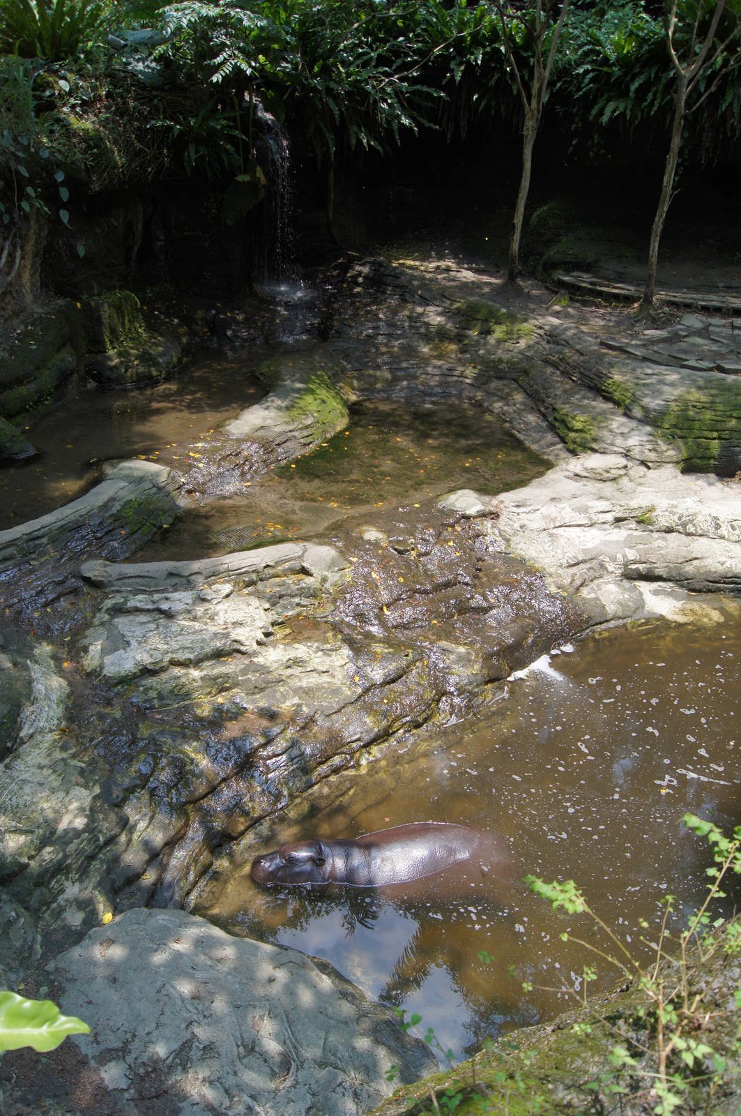 Pygmy hippo
