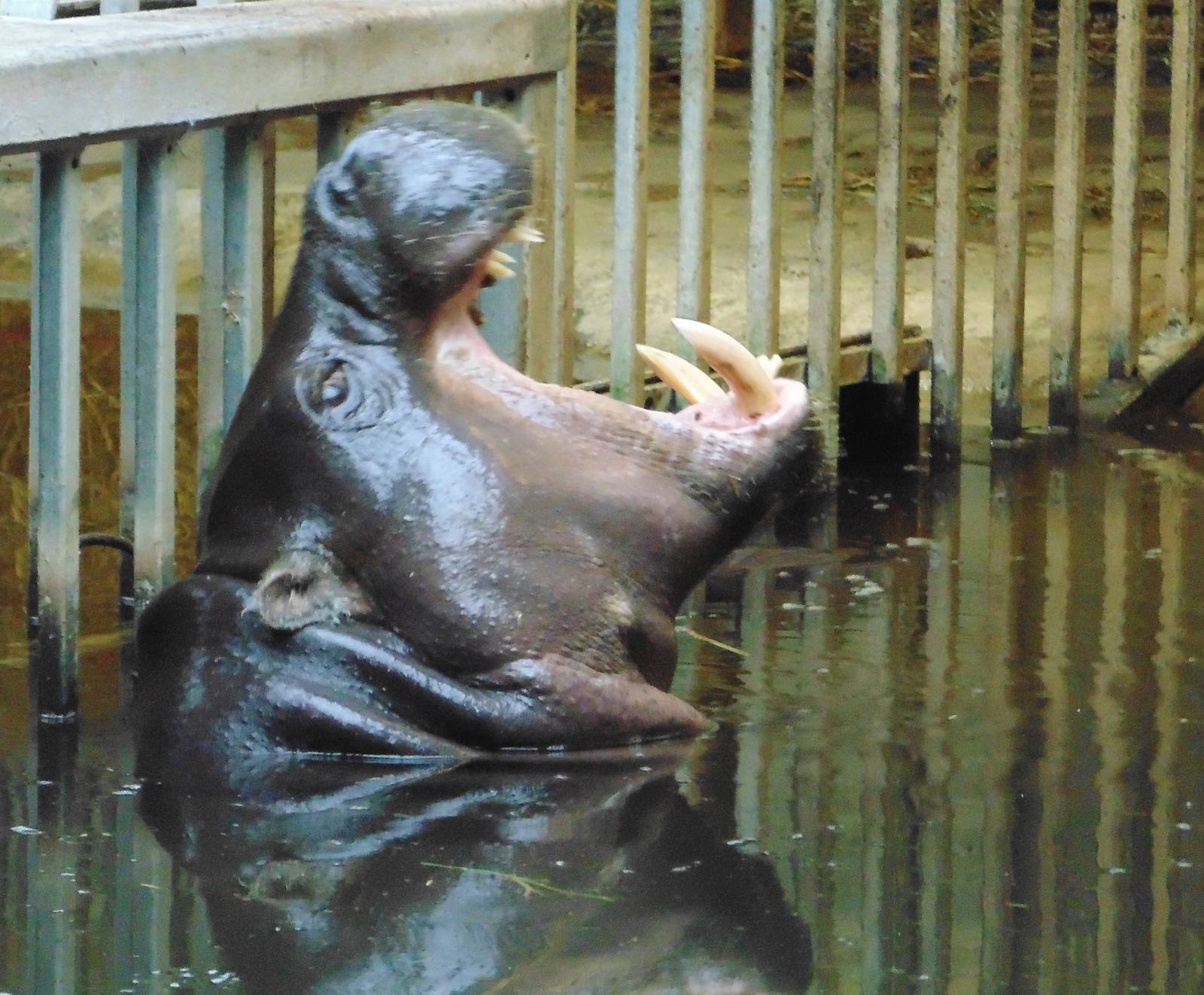 Pygmy Hippo