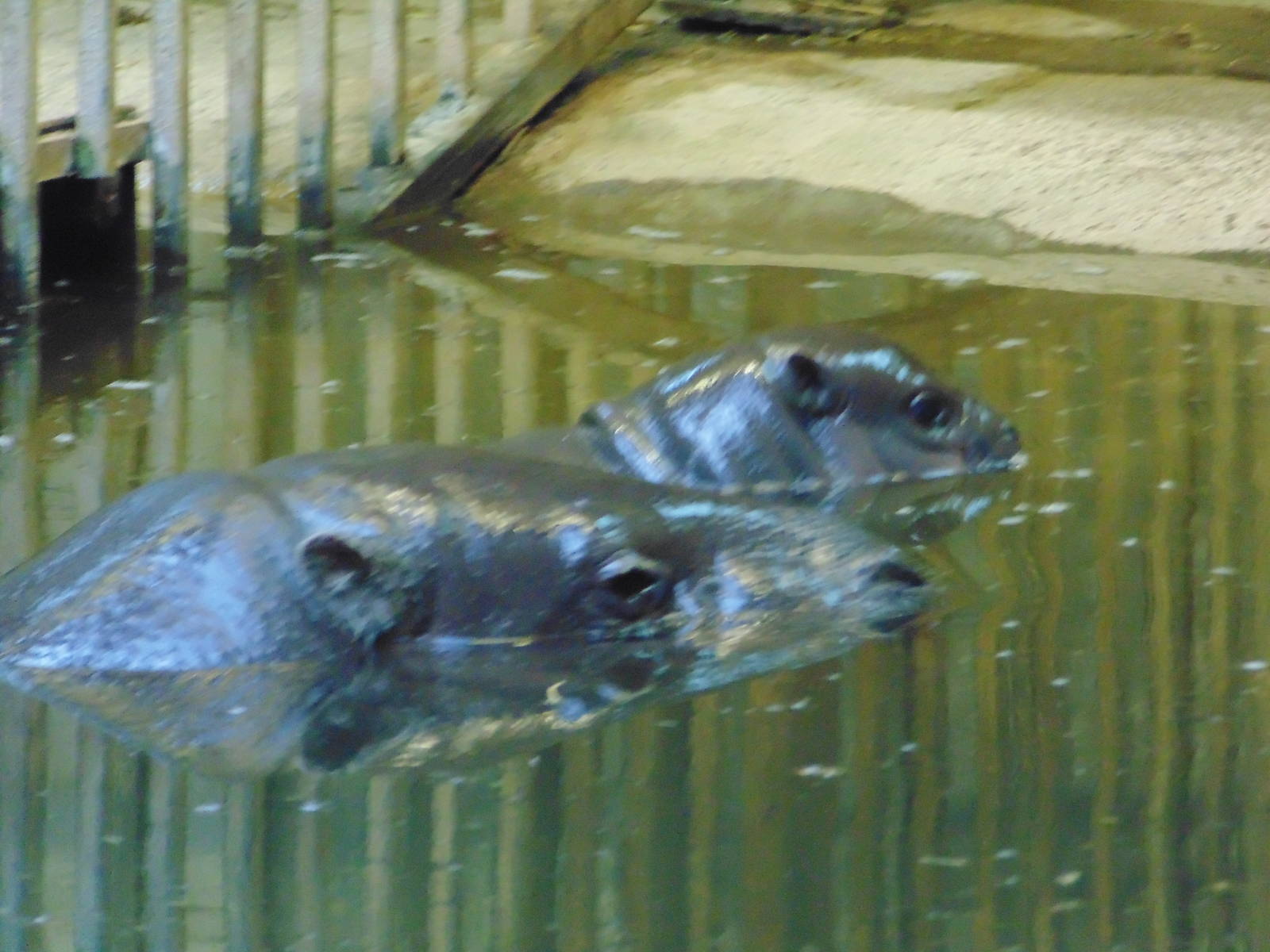Pygmy Hippo