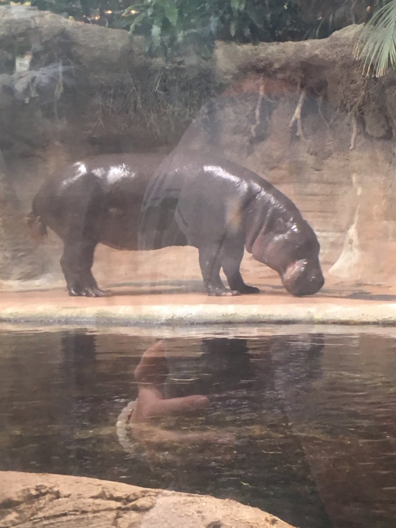 Pygmy hippo