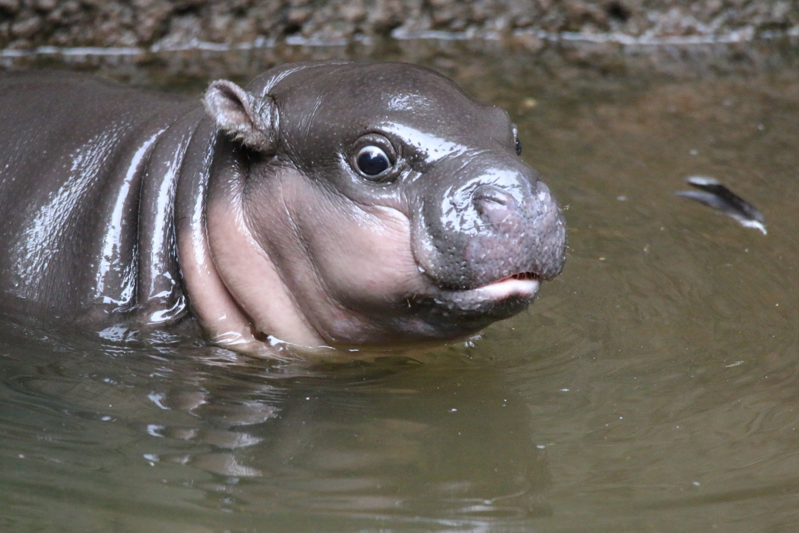 Pygmy Hippo