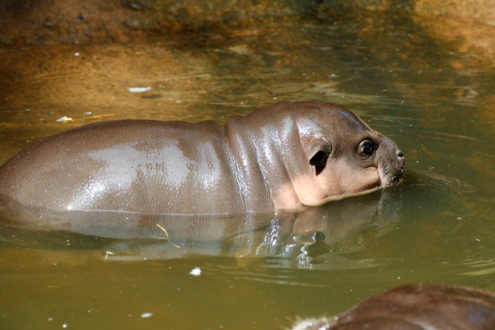 Pygmy Hippo