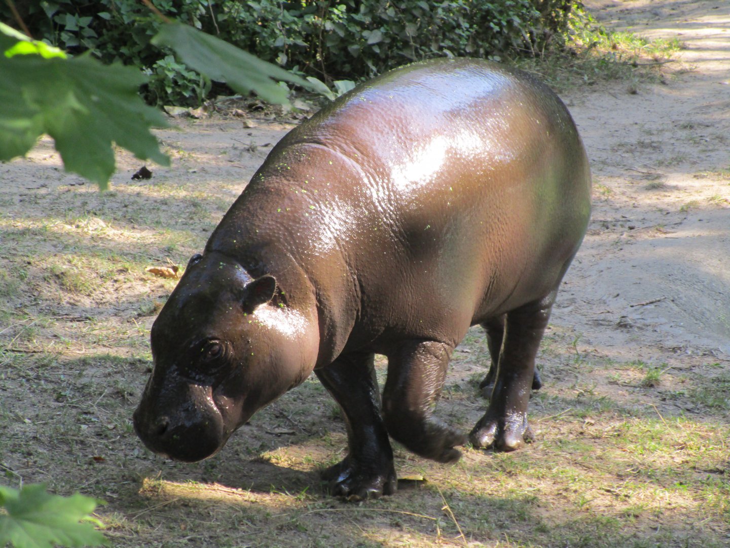 Pygmy Hippo