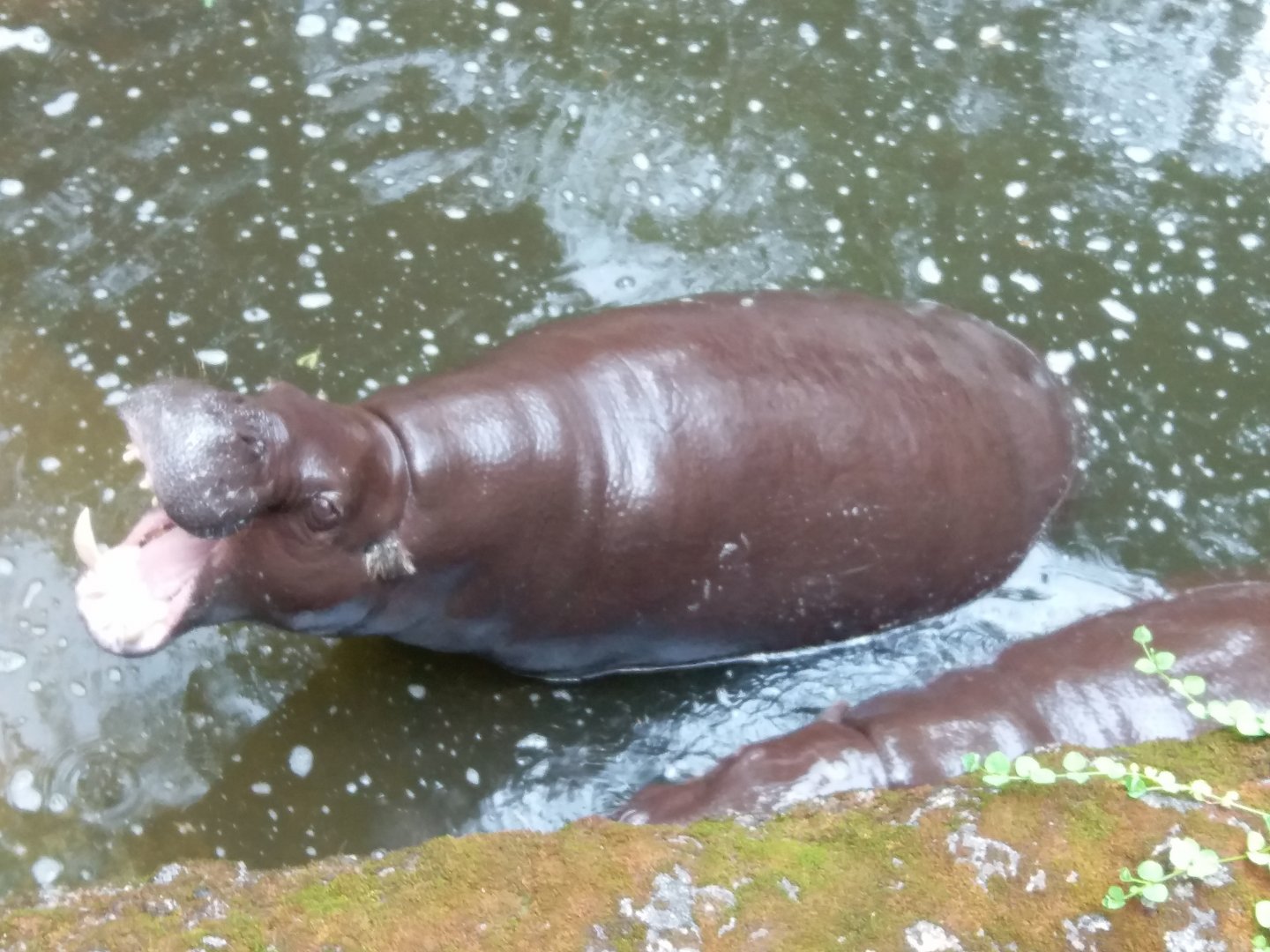 Pygmy hippo