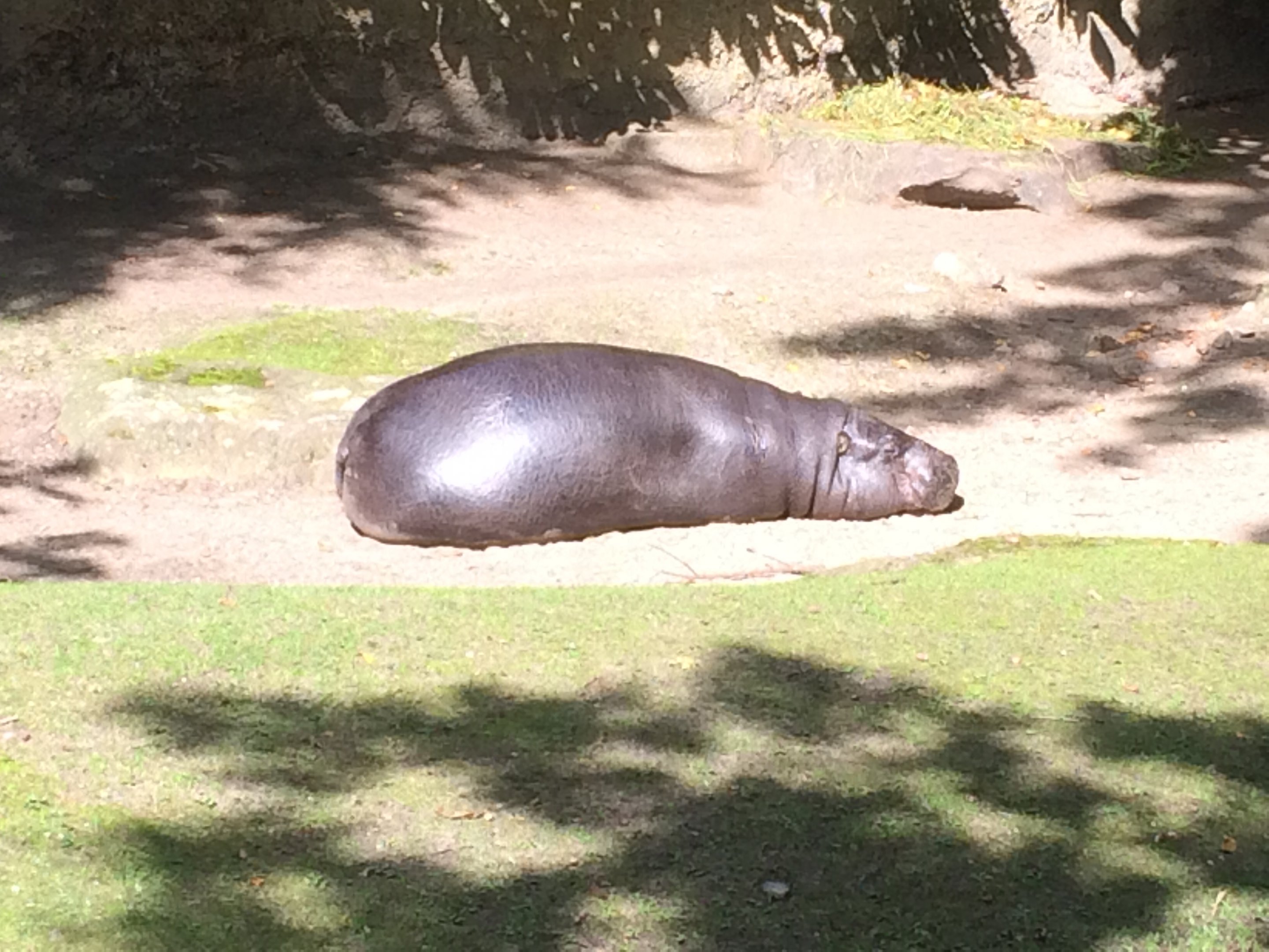 Pygmy hippo