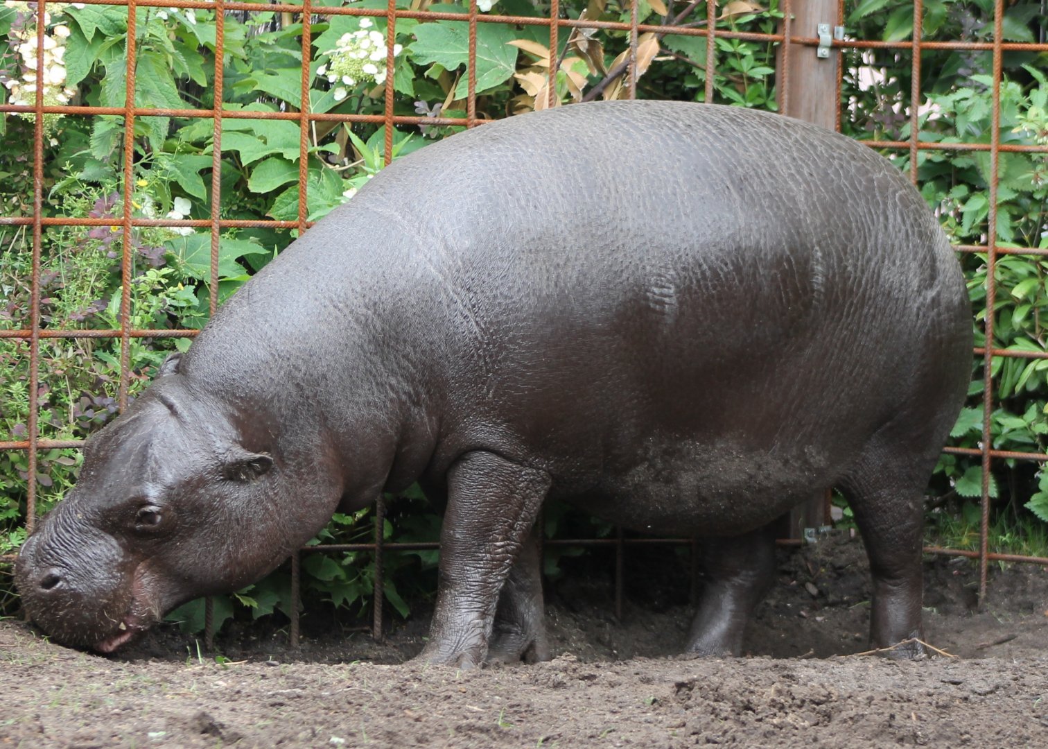 Pygmy hippo