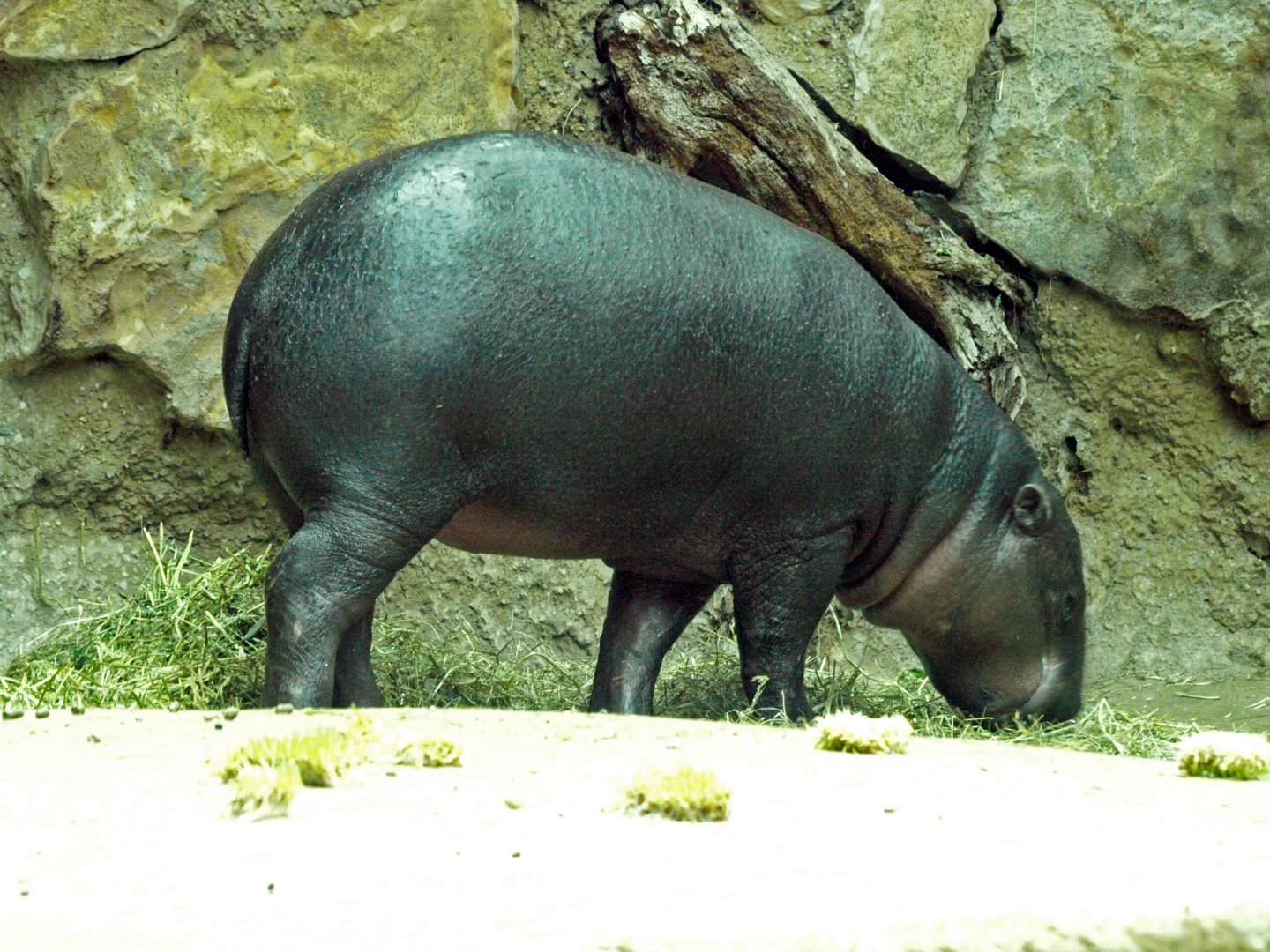 Pygmy hippo