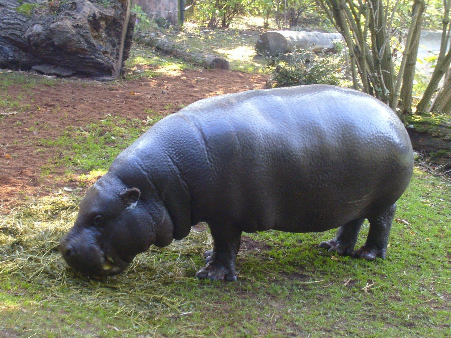 Pygmy Hippo