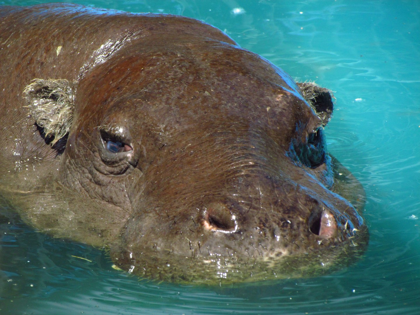 Pygmy hippo