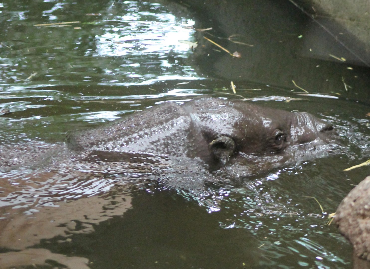 Pygmy hippo