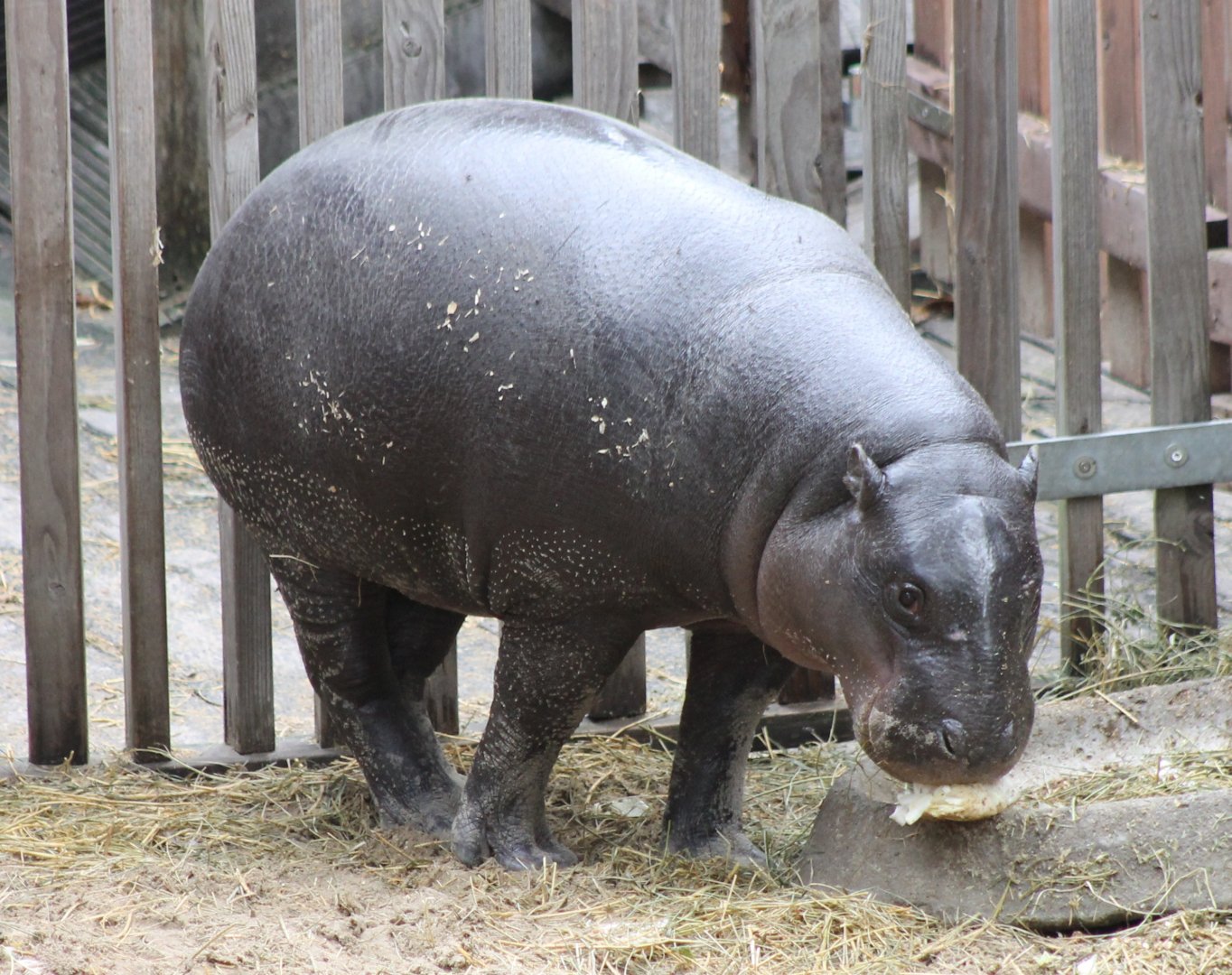 Pygmy hippo
