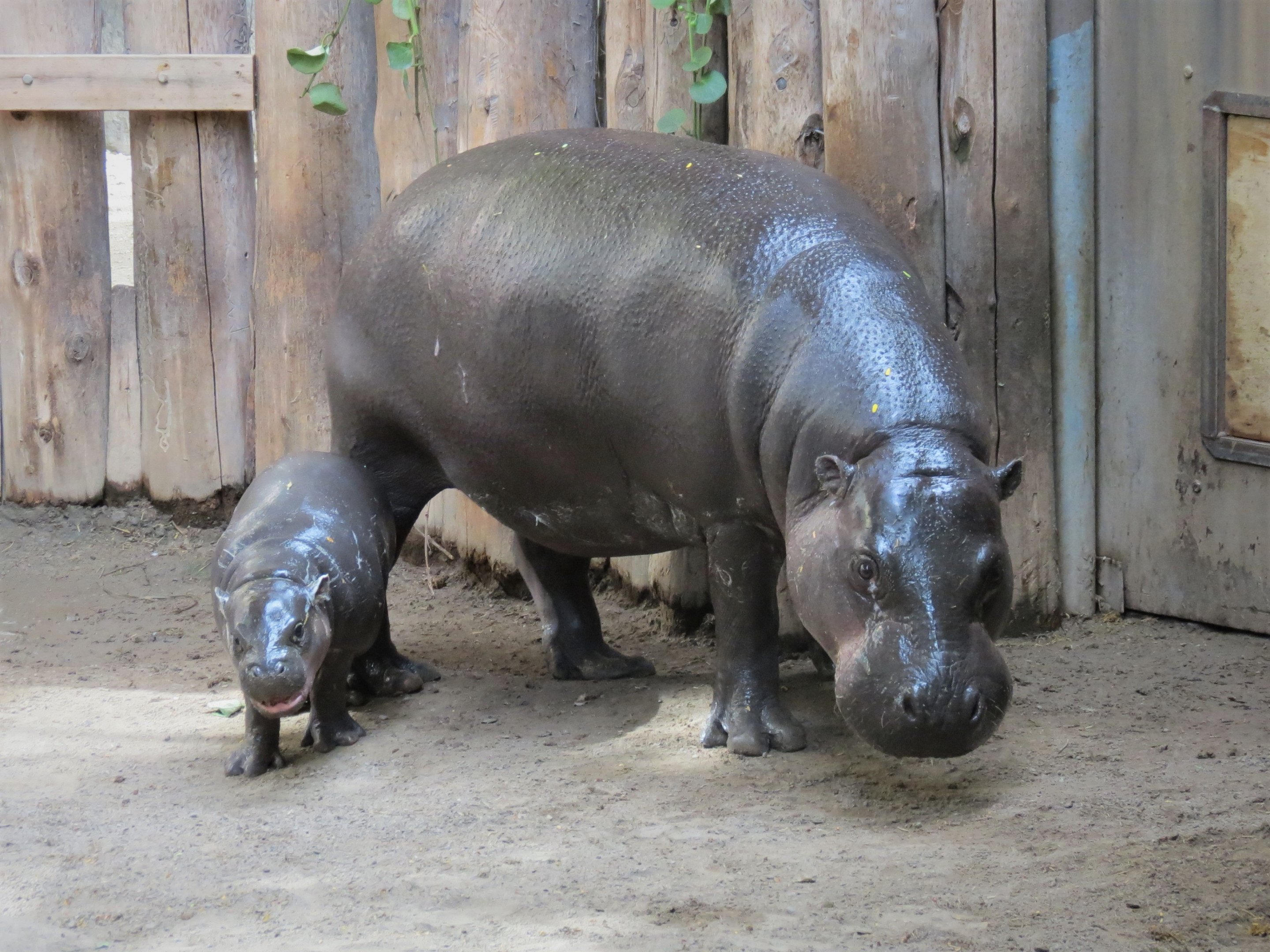 Pygmy Hippo.