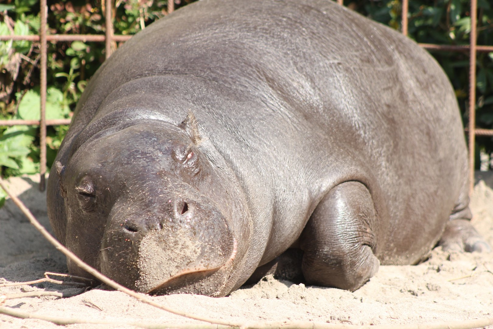 Pygmy hippo