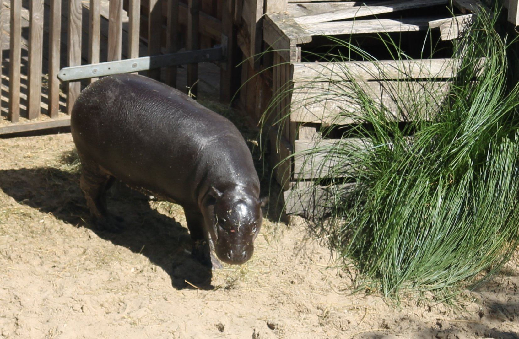 Pygmy hippo