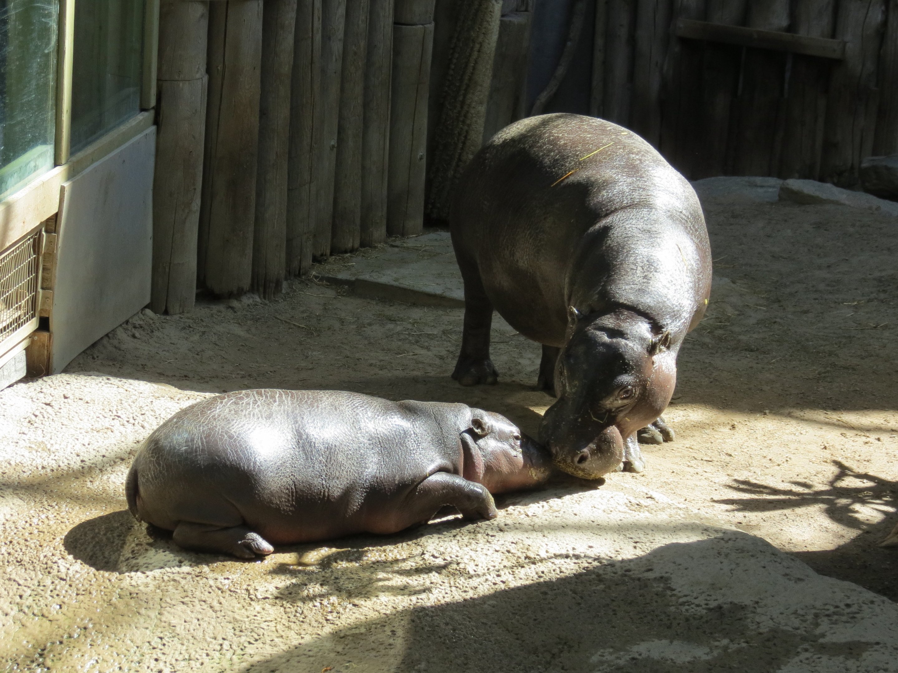 Pygmy Hippo