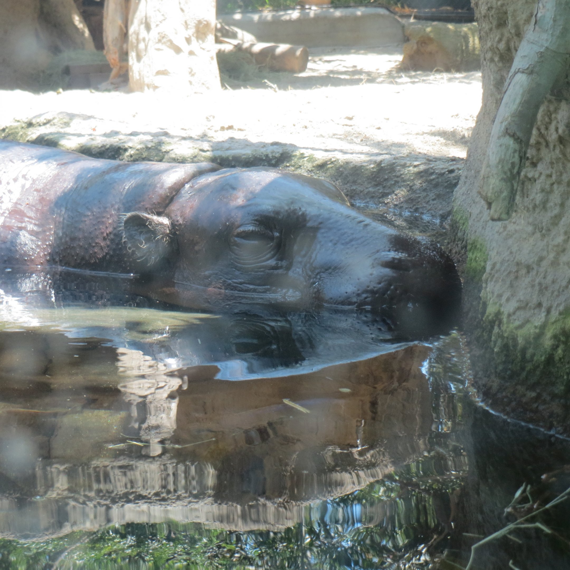 Pygmy Hippo